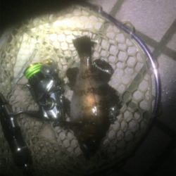 メバルとの我慢くらべ