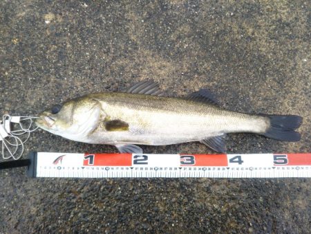 雨天シーバス釣行