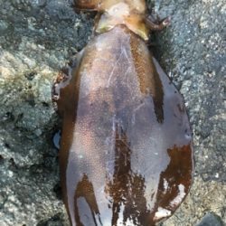 久しぶりのアオリイカ