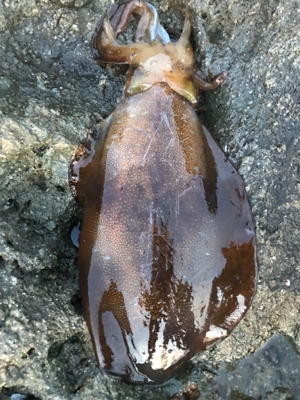 久しぶりのアオリイカ