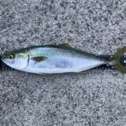 やぱ釣れてる。ヤズ