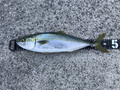 やぱ釣れてる。ヤズ