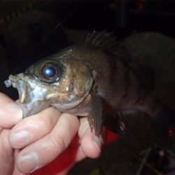 風は追い風 しかし釣果は…