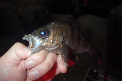 風は追い風 しかし釣果は…