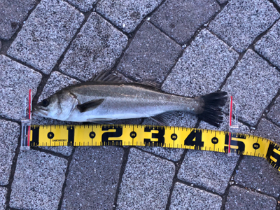 バチシー改めミノシー‼&#x…