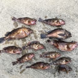 朝マズメ暗い内からガシリング釣行