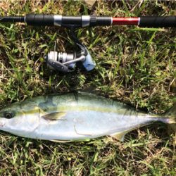 青物回遊スタート