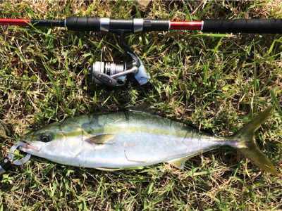 青物回遊スタート