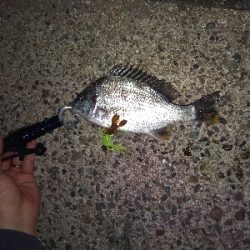 千守にてチニング成功