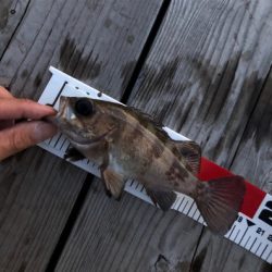 コウイカ惨敗も久々にメバル！