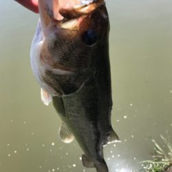 ボート釣行と陸っぱりにて！