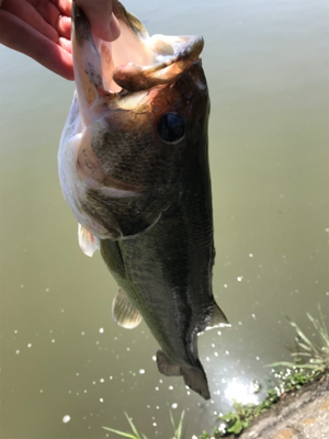 ボート釣行と陸っぱりにて！