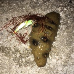 アタリは多いが(・・;)