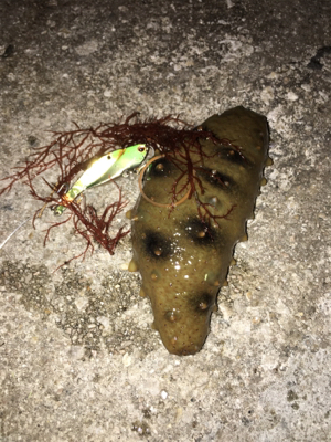 アタリは多いが(・・;)