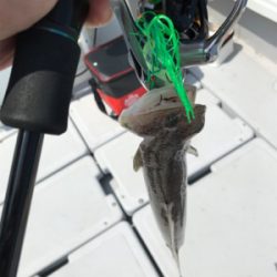 タイラバだけども(釣行 其の弐拾参)