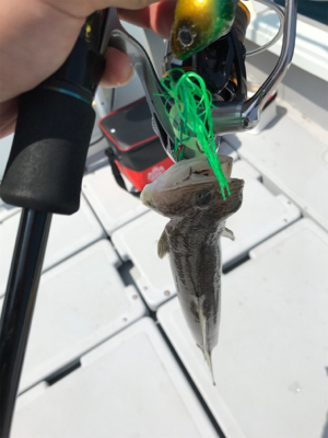 タイラバだけども(釣行 其の弐拾参)