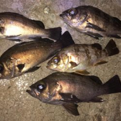 明石でメバリング