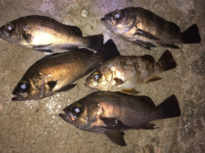 明石でメバリング