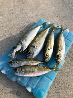 サビキ釣りwithファミリー