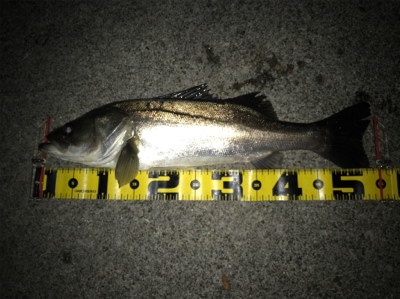 四日市大潮クルバチパターン