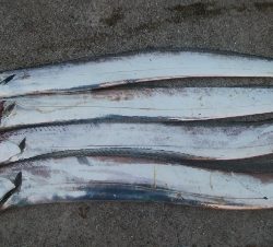 まだまだ少ないです(￣0￣)