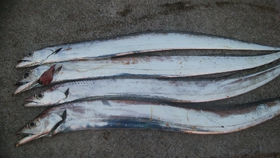 まだまだ少ないです(￣0￣)