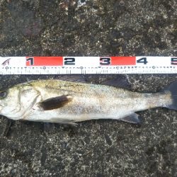 阿南市の辰巳でシーバス