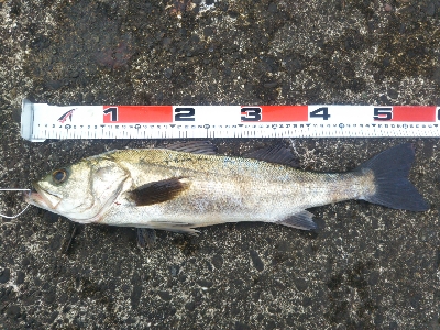 阿南市の辰巳でシーバス