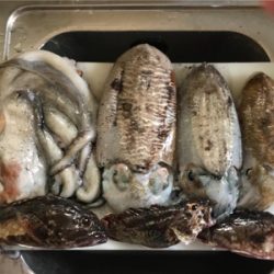 久々に和歌浦漁港へ