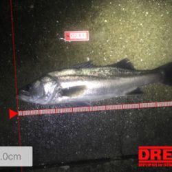 短時間バチ抜け