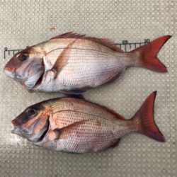 明石  鯛サビキ  大潮