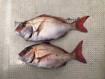 明石  鯛サビキ  大潮