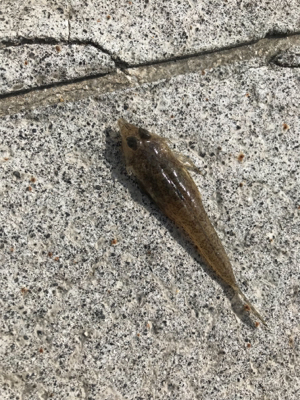 のんびりちょい投げ