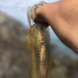 エエ引きでした！