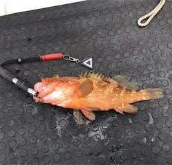 友人とジギング、タイラバ船釣行