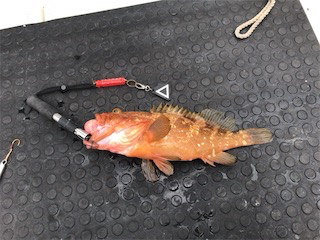 友人とジギング、タイラバ船釣行