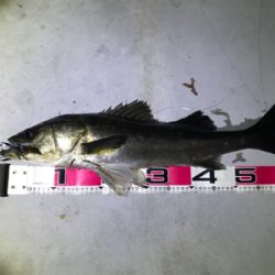 スズキサイズゲーーット！