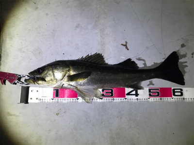 スズキサイズゲーーット！