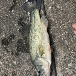 バブルネイル不発だけどドライブビーバー直リグでフィッシュ！