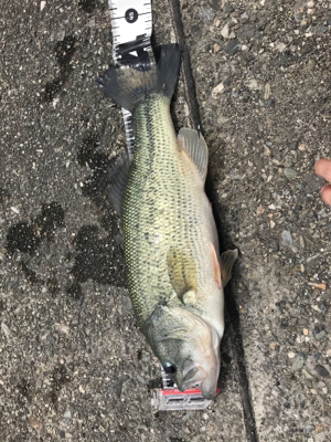 バブルネイル不発だけどドライブビーバー直リグでフィッシュ！