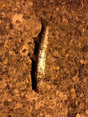 カマスばっかり