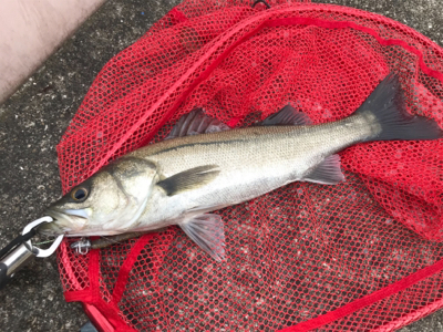 切られたー＿ﾉ乙(､ﾝ､)_