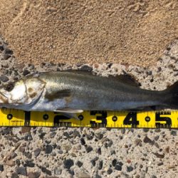 四日市サーフ釣行