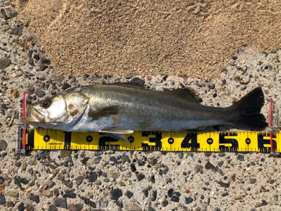 四日市サーフ釣行