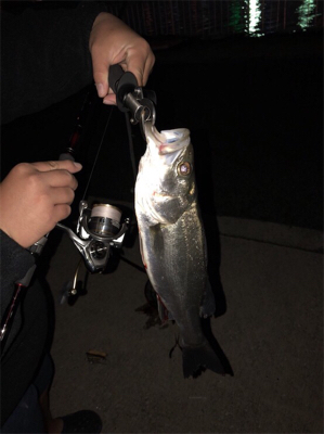 マイポイント強い！