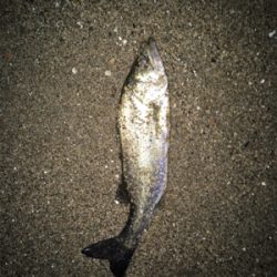 シーバス釣行⑤