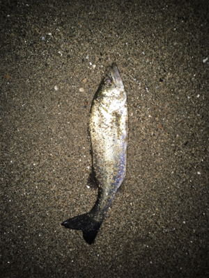 シーバス釣行⑤