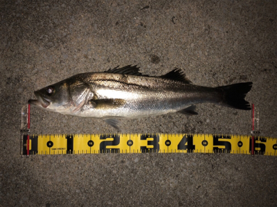 四日市バチシーバス