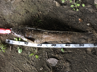 デイナマズゲーム