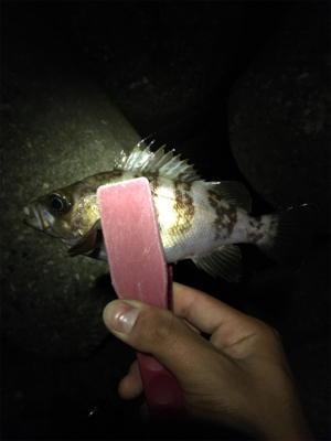 まだまだこれから